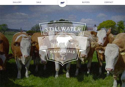 groupproject_simmentals1_500px.jpg